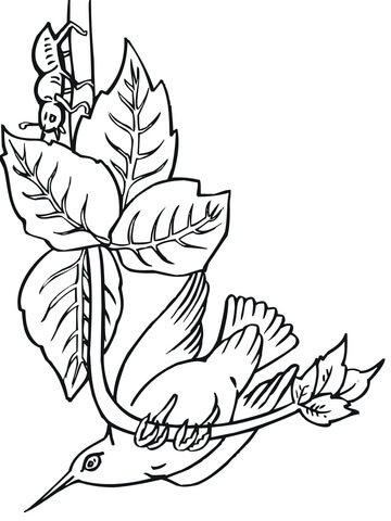 Hummingbird Perched On Branch Coloring Page